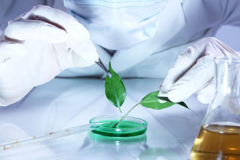 В России открылся первый Центр анализа лекарственного растительного сырья
