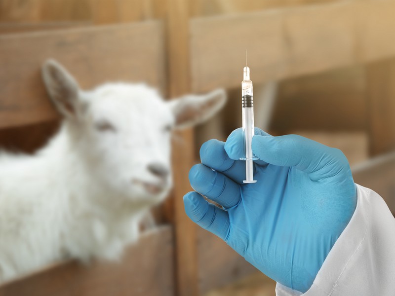 В Забайкалье владельцам сельскохозяйственных животных объявлено 41 предостережение за отказ от вакцинации против ящура