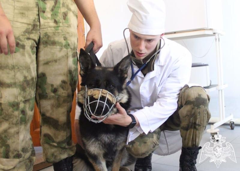 Ветеринары Росгвардии в Тюмени отмечают 315-й юбилей со дня образования ветеринарно-санитарной службы ведомства