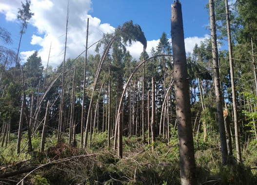 Лесопатологи продолжают обследовать ветровал в Смоленской области