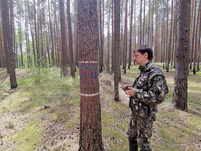 Смоленские лесопатологи спрогнозировали развитие санитарной и лесопатологической ситуации в лесах
