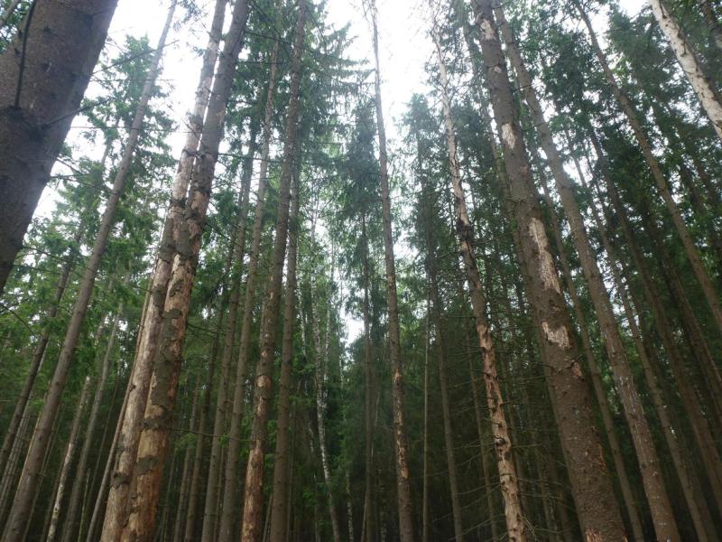 Лесопатологи филиала спрогнозировали развитие санитарного лесопатологического состояния лесов Смоленщины